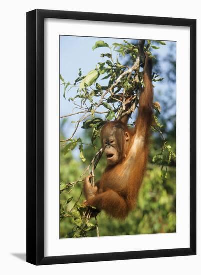 Orang-Utan Young Hanging in Tree and Calling-null-Framed Photographic Print