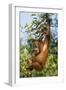 Orang-Utan Young Hanging in Tree and Calling-null-Framed Photographic Print