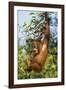 Orang-Utan Young Hanging in Tree and Calling-null-Framed Photographic Print