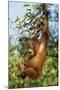 Orang-Utan Young Hanging in Tree and Calling-null-Mounted Photographic Print