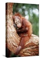 Orang-Utan Young Resting on Tree-null-Stretched Canvas