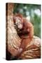 Orang-Utan Young Resting on Tree-null-Stretched Canvas