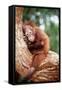 Orang-Utan Young Resting on Tree-null-Framed Stretched Canvas