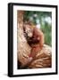 Orang-Utan Young Resting on Tree-null-Framed Photographic Print