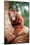 Orang-Utan Young Resting on Tree-null-Mounted Photographic Print