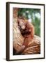 Orang-Utan Young Resting on Tree-null-Framed Photographic Print