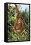 Orang-Utan Young-null-Framed Stretched Canvas
