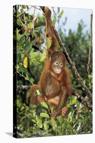 Orang-Utan Young-null-Stretched Canvas