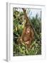 Orang-Utan Young-null-Framed Photographic Print