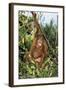 Orang-Utan Young-null-Framed Photographic Print