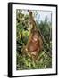 Orang-Utan Young-null-Framed Photographic Print