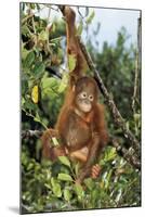 Orang-Utan Young-null-Mounted Photographic Print