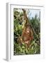 Orang-Utan Young-null-Framed Photographic Print