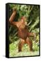 Orang-Utan-null-Framed Stretched Canvas