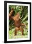 Orang-Utan-null-Framed Photographic Print