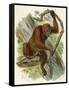 Orang-Utan-null-Framed Stretched Canvas