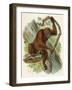 Orang-Utan-null-Framed Art Print