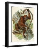 Orang-Utan-null-Framed Art Print