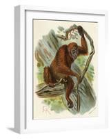 Orang-Utan-null-Framed Art Print