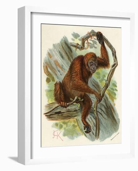 Orang-Utan-null-Framed Art Print