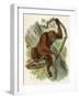 Orang-Utan-null-Framed Art Print