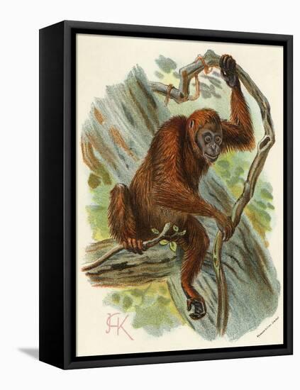 Orang-Utan-null-Framed Stretched Canvas