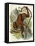 Orang-Utan-null-Framed Stretched Canvas