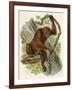 Orang-Utan-null-Framed Art Print