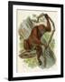 Orang-Utan-null-Framed Art Print