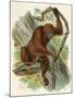 Orang-Utan-null-Mounted Art Print