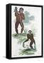 Orang Utang and Gibbon, 1822-null-Framed Stretched Canvas