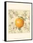 Orange and Botanicals-Megan Meagher-Framed Stretched Canvas