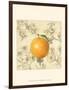 Orange and Botanicals-Megan Meagher-Framed Art Print