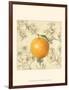 Orange and Botanicals-Megan Meagher-Framed Art Print