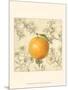 Orange and Botanicals-Megan Meagher-Mounted Art Print