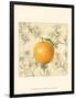 Orange and Botanicals-Megan Meagher-Framed Art Print