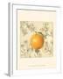 Orange and Botanicals-Megan Meagher-Framed Art Print