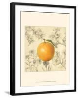 Orange and Botanicals-Megan Meagher-Framed Art Print