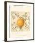 Orange and Botanicals-Megan Meagher-Framed Art Print
