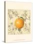 Orange and Botanicals-Megan Meagher-Stretched Canvas