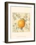 Orange and Botanicals-Megan Meagher-Framed Art Print