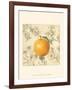 Orange and Botanicals-Megan Meagher-Framed Art Print