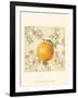 Orange and Botanicals-Megan Meagher-Framed Art Print