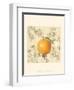 Orange and Botanicals-Megan Meagher-Framed Art Print