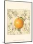 Orange and Botanicals-Megan Meagher-Mounted Art Print