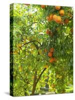 Orange and Lemon Trees in the Alcazar Gardens, Cordoba, Andalucia, Spain, Europe-Newton Michael-Stretched Canvas