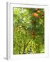 Orange and Lemon Trees in the Alcazar Gardens, Cordoba, Andalucia, Spain, Europe-Newton Michael-Framed Photographic Print