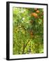 Orange and Lemon Trees in the Alcazar Gardens, Cordoba, Andalucia, Spain, Europe-Newton Michael-Framed Photographic Print