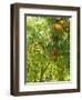 Orange and Lemon Trees in the Alcazar Gardens, Cordoba, Andalucia, Spain, Europe-Newton Michael-Framed Photographic Print