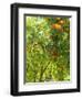 Orange and Lemon Trees in the Alcazar Gardens, Cordoba, Andalucia, Spain, Europe-Newton Michael-Framed Photographic Print